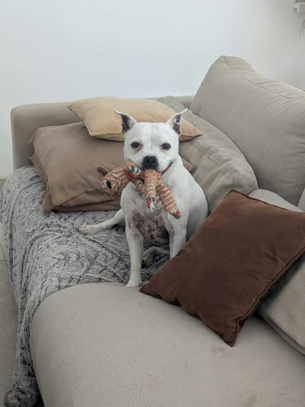 Un staffie blanc tout fier sur le canapé du salon, son jouet dans la gueule