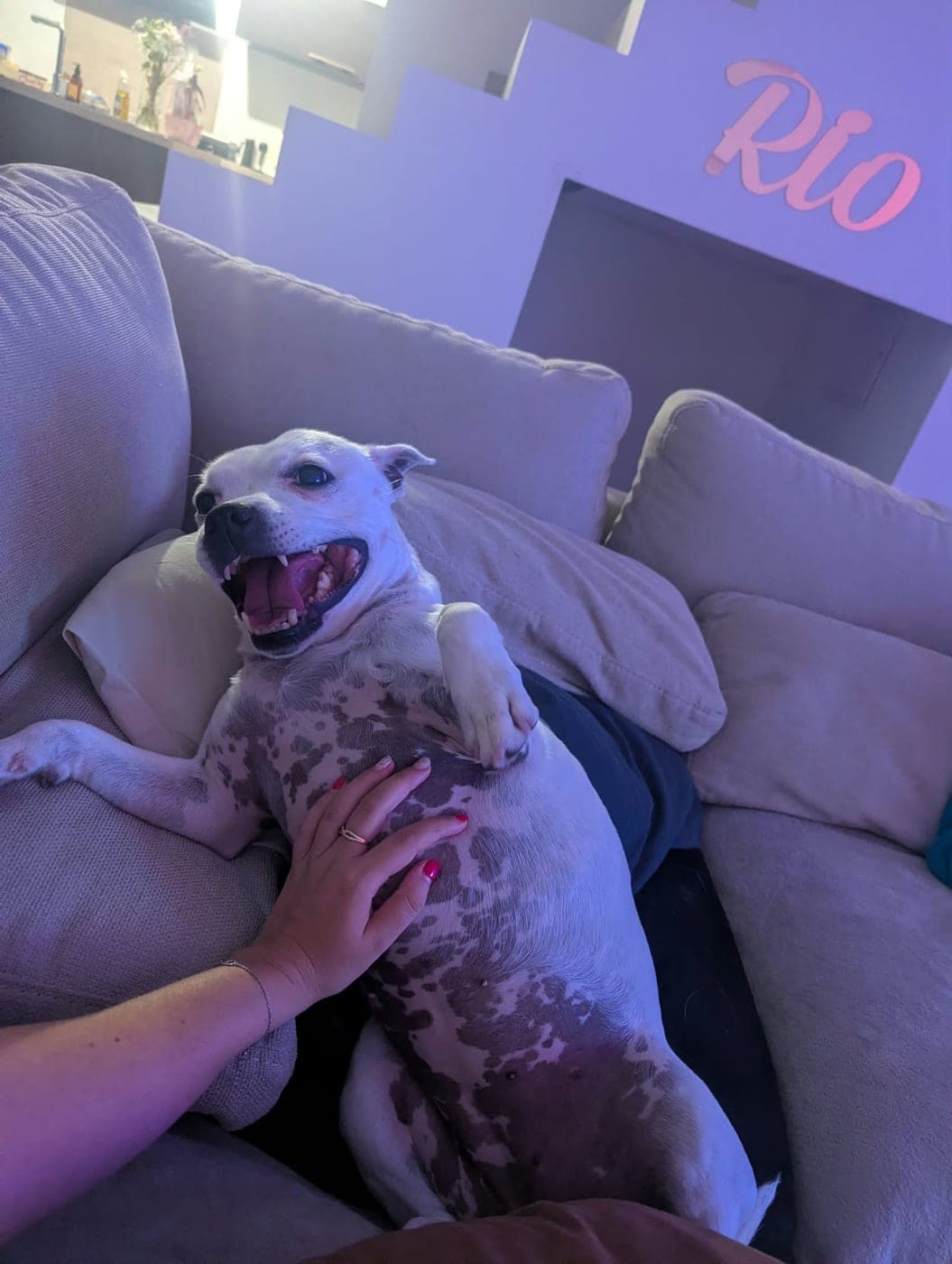 Un staffie blanc couché sur le dos dans le canapé du salon, ravi des caresses