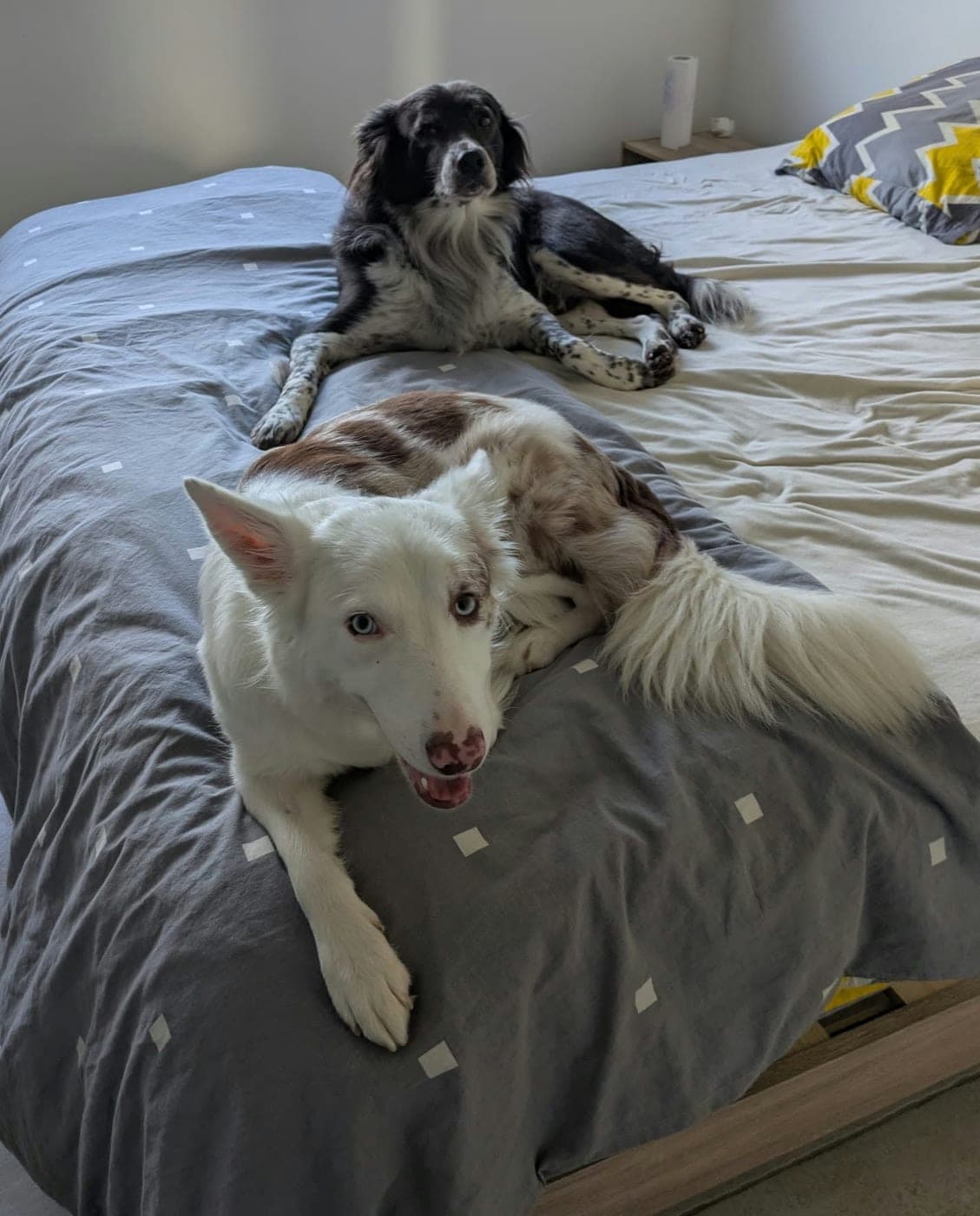 Deux chiens de berger installés sur le grand lit de leur chambre d'ami